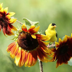 How to Attract Birds to Your Garden