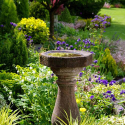 Best Perennials for Spring Gardens