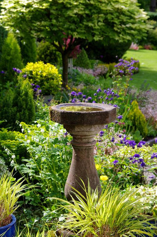 Best Perennials for Spring Gardens