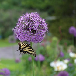 How to Attract Butterflies to Your Garden