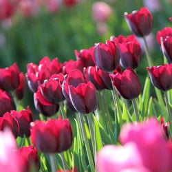 How to Care for Spring Flower Bulbs After They Bloom