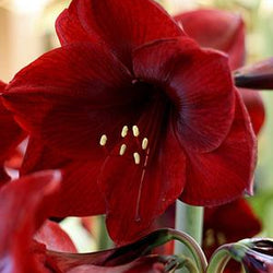 How to Choose a Quality Amaryllis Bulb