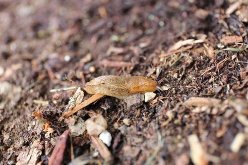 how-to-control-slugs-and-snails-1.jpg