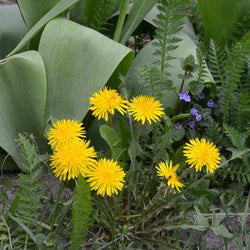 How to Control Weeds in Your Flower Garden