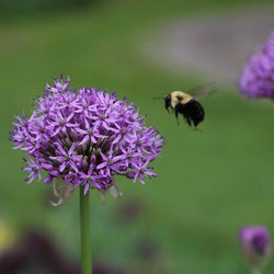 How to Design a Bee-Friendly Garden