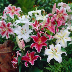 How to Design a Fragrant Garden