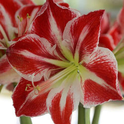 How To Force Bulbs for Indoor Flowers