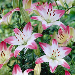 How to Garden With Lilies