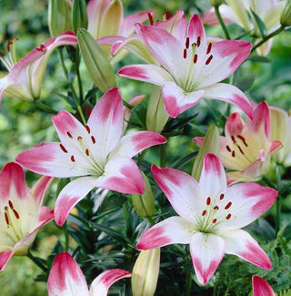asiatic lily corsage Lily Asiatic Corsage - 5 bulbs