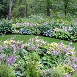How To Get Creative With Hostas