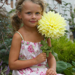 How to Grow Dinnerplate Dahlias