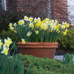 How to Grow Spring Bulbs in Containers