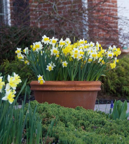 How to Grow Spring Bulbs in Containers - Longfield Gardens