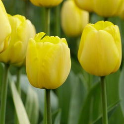 How to Grow Spring Bulbs in Warm Climates
