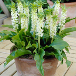 How to Grow Summer Bulbs in Containers