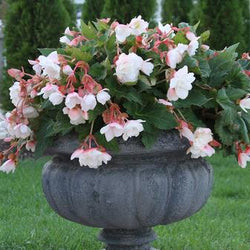 How to Keep Container Plants Looking Their Best