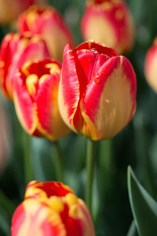 How to Make Cut Flowers Last Longer