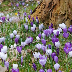 How To Naturalize Spring-Blooming Bulbs