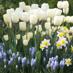 How to Plan a Spring Bulb Garden