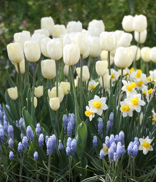 Spring Bulb Images How to Plan a Spring Bulb Garden