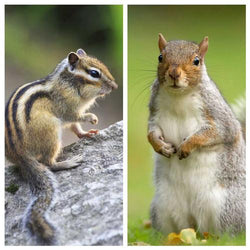 How to Protect Fall Bulbs From Chipmunks and Squirrels