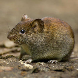 How to Protect Flower Bulbs from Voles