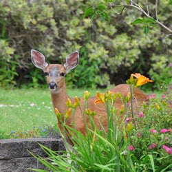 How to Protect Your Garden From Deer