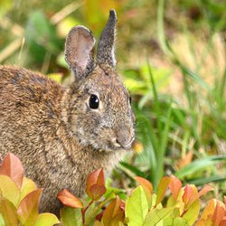 How to Protect Your Garden From Rabbits, Woodchucks and Other Pesky Rodents
