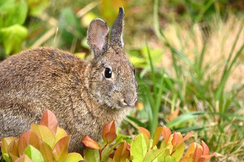 Rodent Rabit How to Protect Your Garden From Rabbits, Woodchucks and Other Pesky Rodents