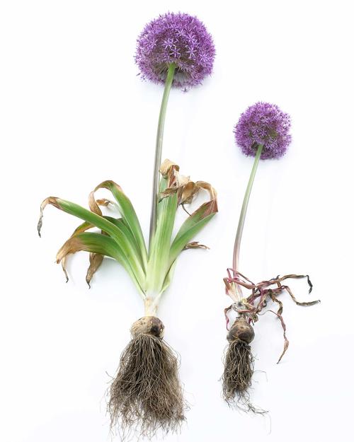How to Select Quality Fall-Planted Bulbs