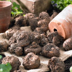 How to Start Tuberous Begonias Indoors