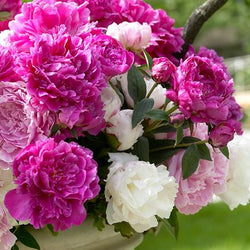 How to Stretch the Peony Season