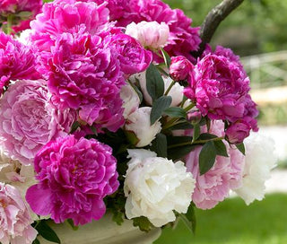 How to Stretch the Peony Season