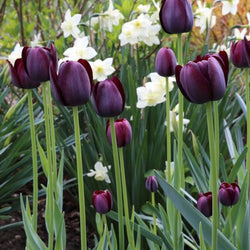 How to Use Black Flowers and Dark Foliage