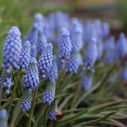 How to Use Blue in Your Flower Garden