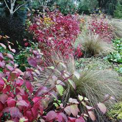 How to Use Burgundy in Your Flower Garden