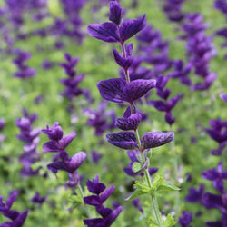 How to Use Purple in Your Flower Garden