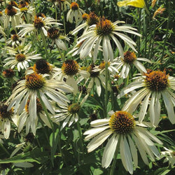 How to Use White in Your Flower Garden