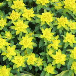 How to Use Yellow in Your Flower Garden