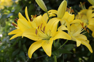 asiatic lollipop lilies Lily Asiatic Lollypop - 5 bulbs