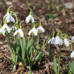 All About Snowdrops