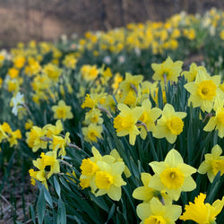 All About Daffodils