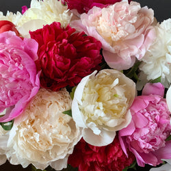 All About Peonies