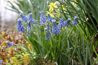 All About Muscari