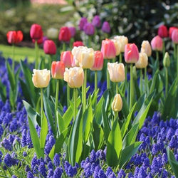 Landscaping With Spring-Blooming Bulbs