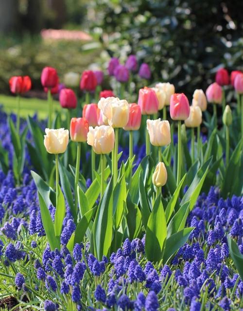 landscaping-with-spring-blooming-bulbs-1.jpg