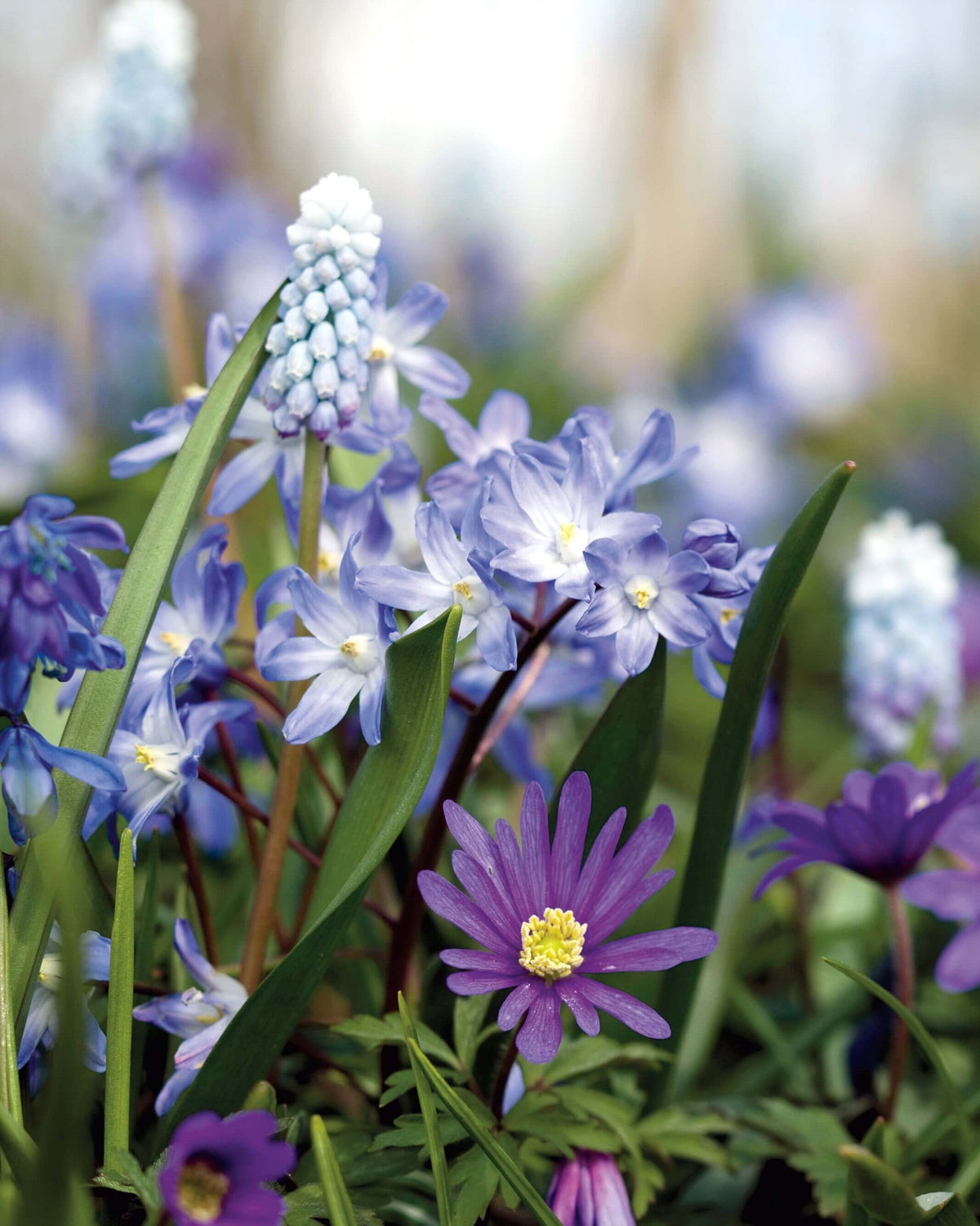 Spring Blue Flowerd Plant a Carpet of Blue Spring Flowers