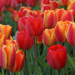 All About Tulips