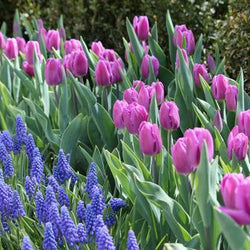 Muscari: The Perfect Partner for Tulips and Daffodils
