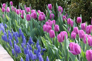 Muscari: The Perfect Partner for Tulips and Daffodils